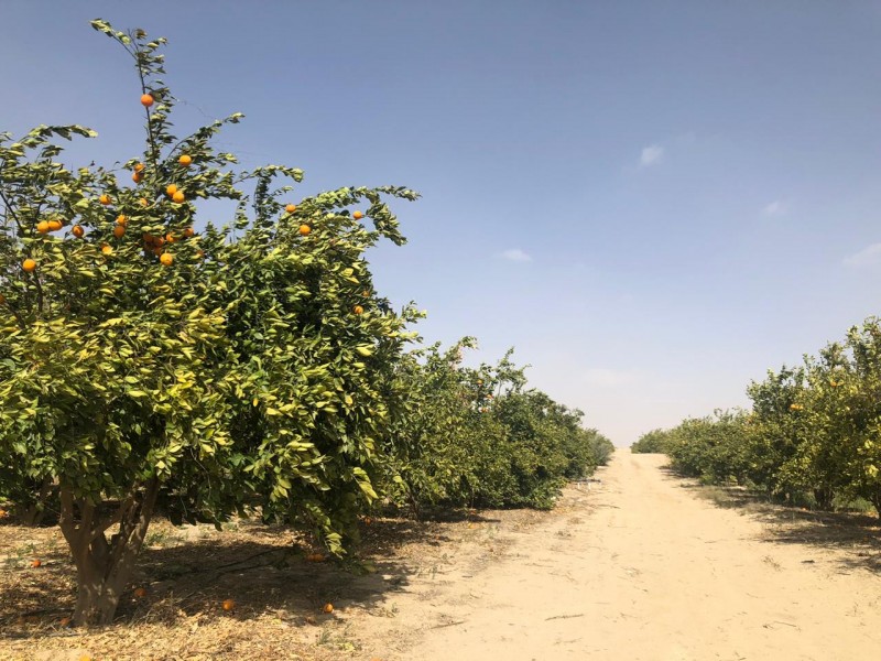 ارض زراعيةعلى طريق مصر اسكندرية الصحراوي